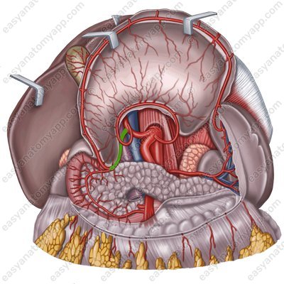Правая желудочно-сальниковая артерия (a. gastroomentalis dextra)